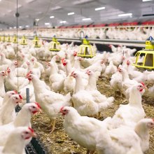 Chauffage des bâtiments pour élevage des animaux de ferme.