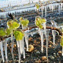 Protección de viñas contra las heladas de primavera.