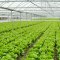 Soil heating in greenhouses or heating of livestock buildings - electric heating cables Ecofloor and radiant heating panels Ecosun have proved their worth in agriculture as well.